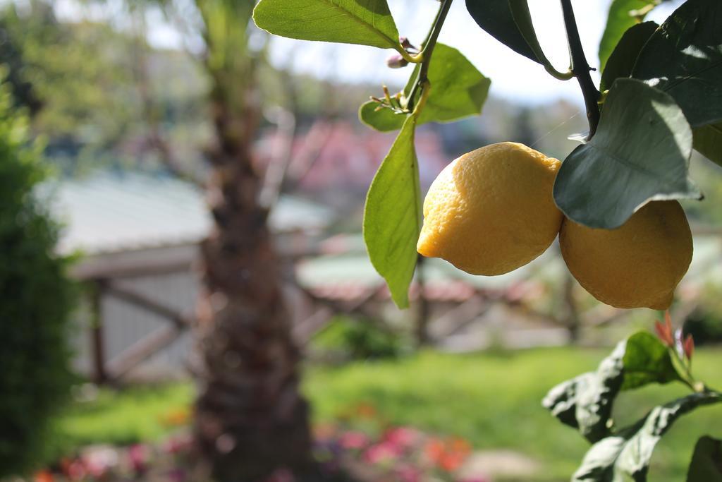 Casa Vacanze Chery Sorrento Kültér fotó